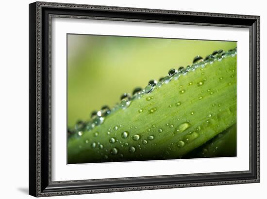 Macro Green Leaf with Water Drops-Carlo Amodeo-Framed Photographic Print