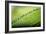 Macro Green Leaf with Water Drops-Carlo Amodeo-Framed Photographic Print