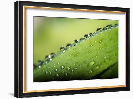 Macro Green Leaf with Water Drops-Carlo Amodeo-Framed Photographic Print