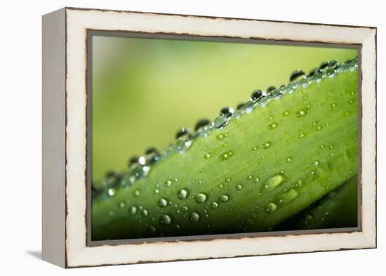 Macro Green Leaf with Water Drops-Carlo Amodeo-Framed Premier Image Canvas