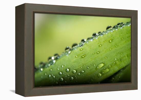 Macro Green Leaf with Water Drops-Carlo Amodeo-Framed Premier Image Canvas