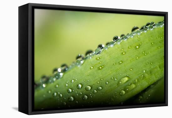 Macro Green Leaf with Water Drops-Carlo Amodeo-Framed Premier Image Canvas