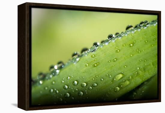 Macro Green Leaf with Water Drops-Carlo Amodeo-Framed Premier Image Canvas