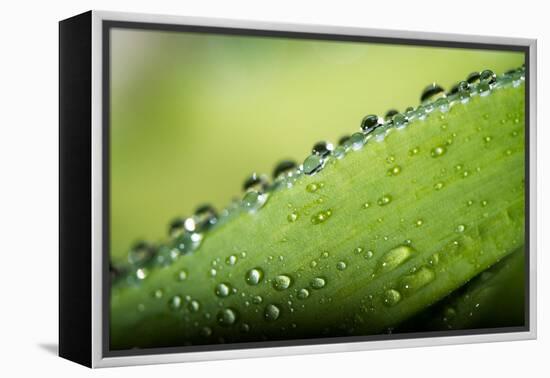 Macro Green Leaf with Water Drops-Carlo Amodeo-Framed Premier Image Canvas