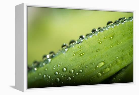 Macro Green Leaf with Water Drops-Carlo Amodeo-Framed Premier Image Canvas