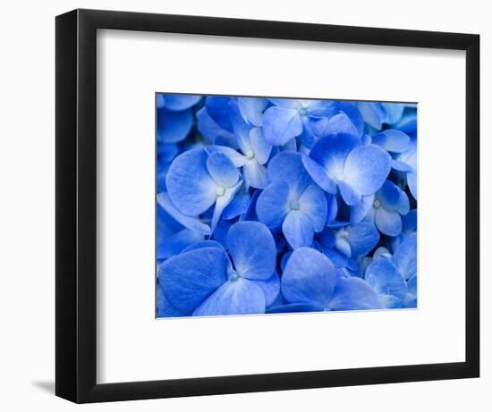 Macro Image of Blue Hydrangea Flower.-Noppharat888-Framed Photographic Print