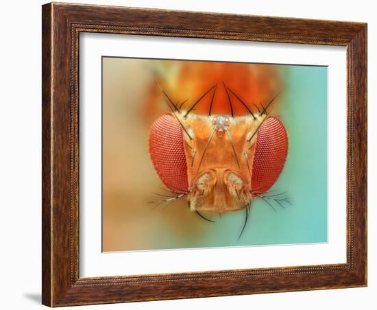 Macro, Insect, Spider, Bee, Stacking, Stack, Fly, Micro-vasekk-Framed Premium Photographic Print