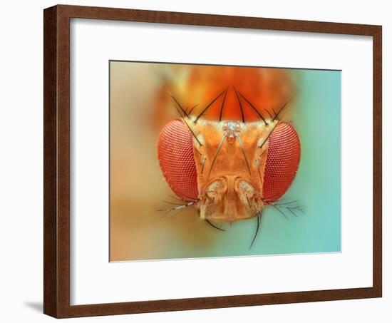 Macro, Insect, Spider, Bee, Stacking, Stack, Fly, Micro-vasekk-Framed Premium Photographic Print