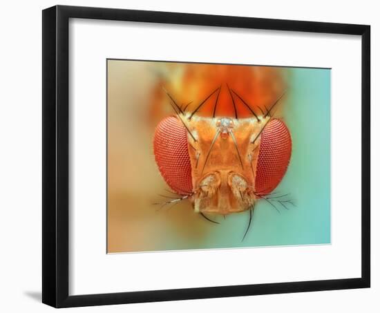 Macro, Insect, Spider, Bee, Stacking, Stack, Fly, Micro-vasekk-Framed Premium Photographic Print