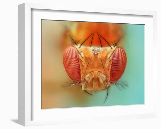 Macro, Insect, Spider, Bee, Stacking, Stack, Fly, Micro-vasekk-Framed Premium Photographic Print
