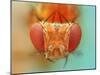 Macro, Insect, Spider, Bee, Stacking, Stack, Fly, Micro-vasekk-Mounted Premium Photographic Print