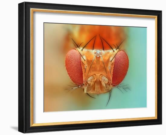 Macro, Insect, Spider, Bee, Stacking, Stack, Fly, Micro-vasekk-Framed Premium Photographic Print