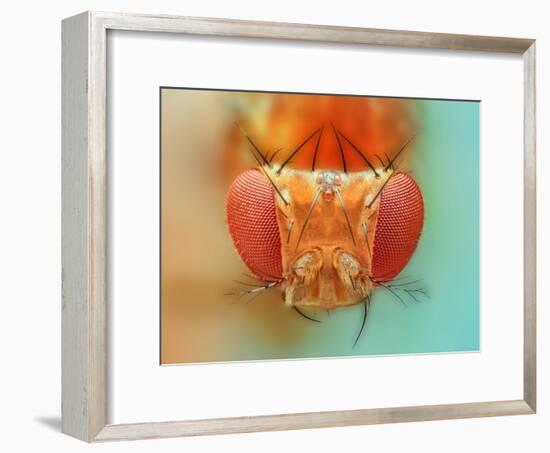 Macro, Insect, Spider, Bee, Stacking, Stack, Fly, Micro-vasekk-Framed Premium Photographic Print