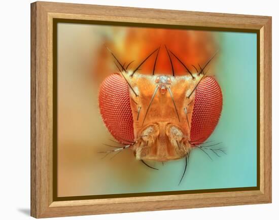 Macro, Insect, Spider, Bee, Stacking, Stack, Fly, Micro-vasekk-Framed Premier Image Canvas