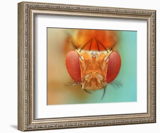 Macro, Insect, Spider, Bee, Stacking, Stack, Fly, Micro-vasekk-Framed Photographic Print