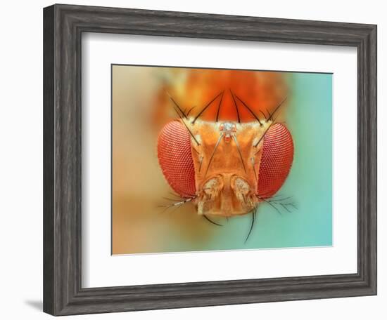 Macro, Insect, Spider, Bee, Stacking, Stack, Fly, Micro-vasekk-Framed Photographic Print