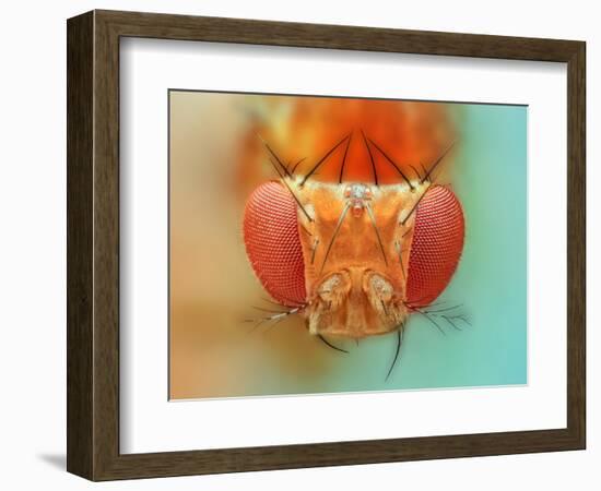 Macro, Insect, Spider, Bee, Stacking, Stack, Fly, Micro-vasekk-Framed Photographic Print