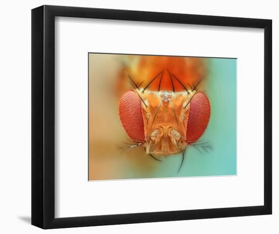 Macro, Insect, Spider, Bee, Stacking, Stack, Fly, Micro-vasekk-Framed Photographic Print