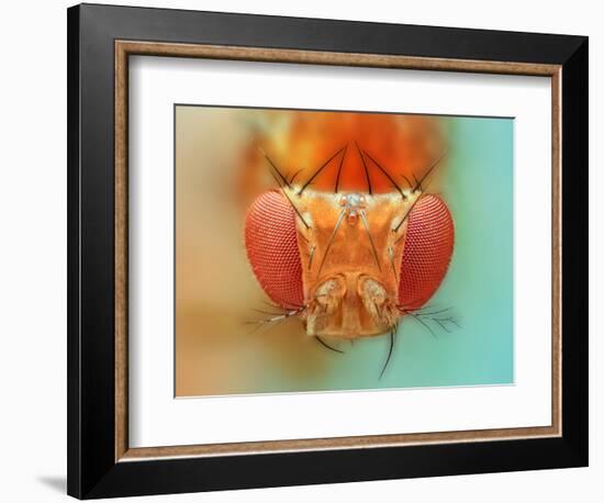 Macro, Insect, Spider, Bee, Stacking, Stack, Fly, Micro-vasekk-Framed Photographic Print