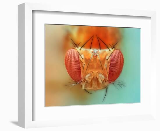 Macro, Insect, Spider, Bee, Stacking, Stack, Fly, Micro-vasekk-Framed Photographic Print