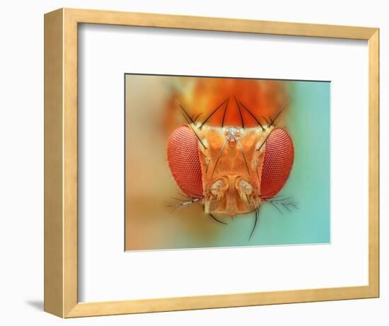 Macro, Insect, Spider, Bee, Stacking, Stack, Fly, Micro-vasekk-Framed Photographic Print