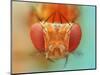 Macro, Insect, Spider, Bee, Stacking, Stack, Fly, Micro-vasekk-Mounted Photographic Print