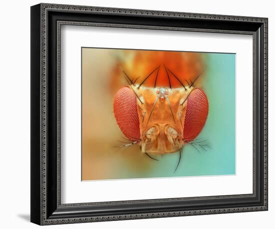 Macro, Insect, Spider, Bee, Stacking, Stack, Fly, Micro-vasekk-Framed Photographic Print