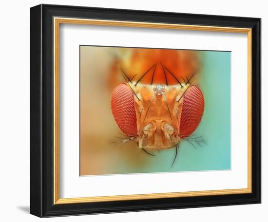 Macro, Insect, Spider, Bee, Stacking, Stack, Fly, Micro-vasekk-Framed Photographic Print