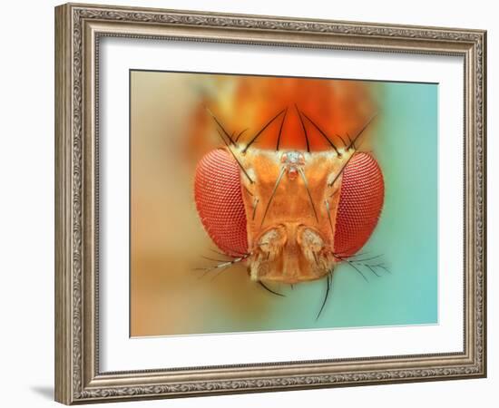 Macro, Insect, Spider, Bee, Stacking, Stack, Fly, Micro-vasekk-Framed Photographic Print