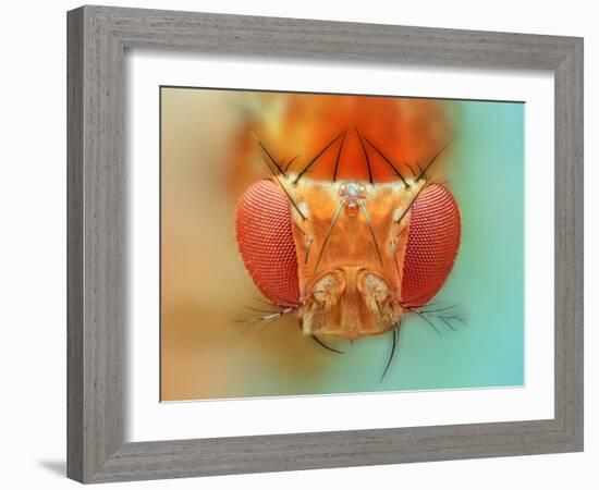 Macro, Insect, Spider, Bee, Stacking, Stack, Fly, Micro-vasekk-Framed Photographic Print