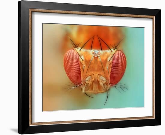 Macro, Insect, Spider, Bee, Stacking, Stack, Fly, Micro-vasekk-Framed Photographic Print