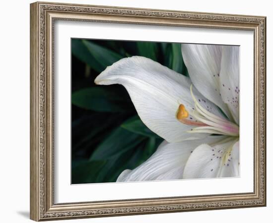 Macro Lily-Jim Christensen-Framed Photographic Print