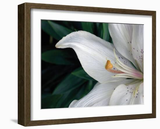 Macro Lily-Jim Christensen-Framed Photographic Print