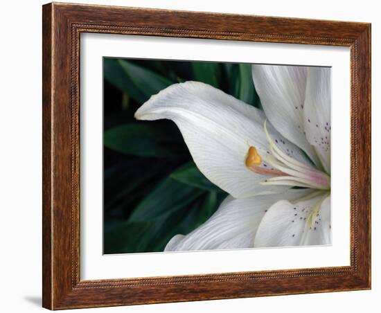 Macro Lily-Jim Christensen-Framed Photographic Print