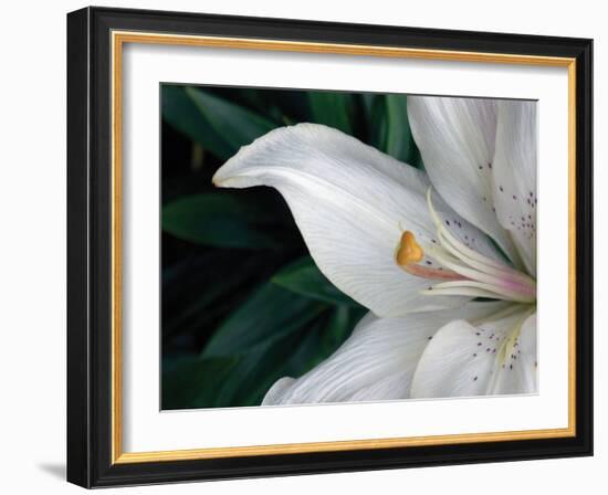 Macro Lily-Jim Christensen-Framed Photographic Print