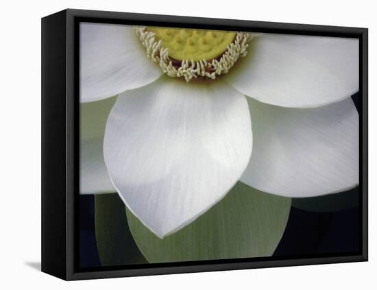 Macro Lotus-Jim Christensen-Framed Premier Image Canvas