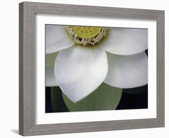 Macro Lotus-Jim Christensen-Framed Photographic Print