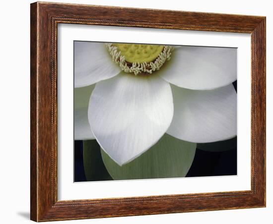 Macro Lotus-Jim Christensen-Framed Photographic Print