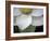 Macro Lotus-Jim Christensen-Framed Photographic Print