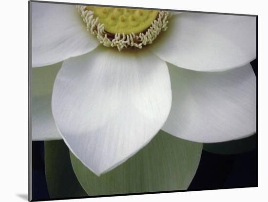 Macro Lotus-Jim Christensen-Mounted Photographic Print