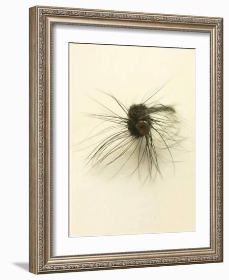 Macro Lure III-Judy Stalus-Framed Art Print