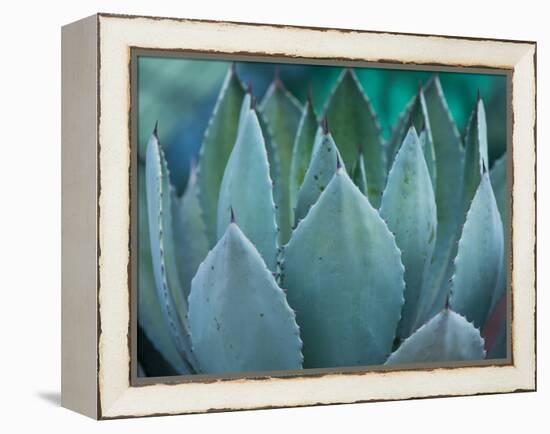 Macro of Succulent Plant in the Desert-kenny001-Framed Premier Image Canvas