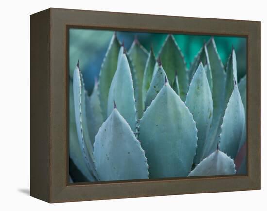 Macro of Succulent Plant in the Desert-kenny001-Framed Premier Image Canvas