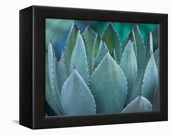Macro of Succulent Plant in the Desert-kenny001-Framed Premier Image Canvas