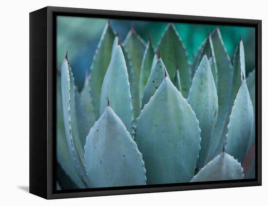 Macro of Succulent Plant in the Desert-kenny001-Framed Premier Image Canvas