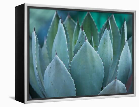 Macro of Succulent Plant in the Desert-kenny001-Framed Premier Image Canvas