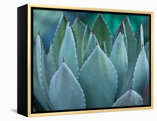 Macro of Succulent Plant in the Desert-kenny001-Framed Premier Image Canvas