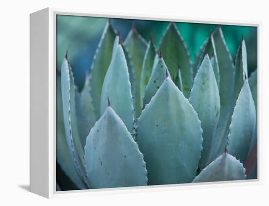 Macro of Succulent Plant in the Desert-kenny001-Framed Premier Image Canvas