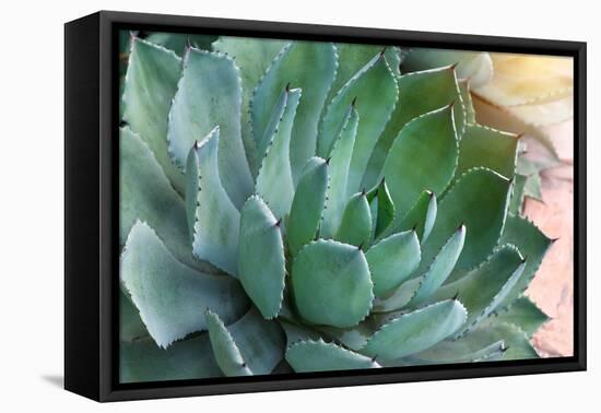 Macro of Succulent Plant in the Desert-kenny001-Framed Premier Image Canvas