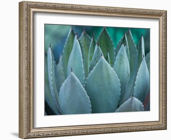 Macro of Succulent Plant in the Desert-kenny001-Framed Photographic Print